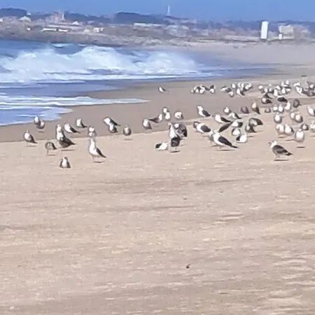 Casa Lagoa Esmoriz