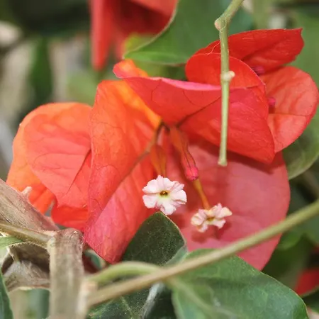 Casa Lagoa 乡村民宿 *