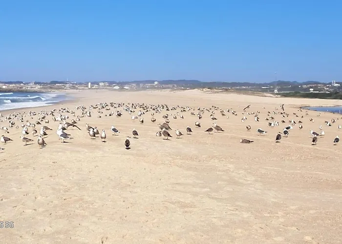 Casa Lagoa * Esmoriz